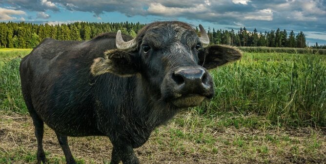 black water buffalo approaches the camera with evergreen trees in the background under a partly cloudy sky
