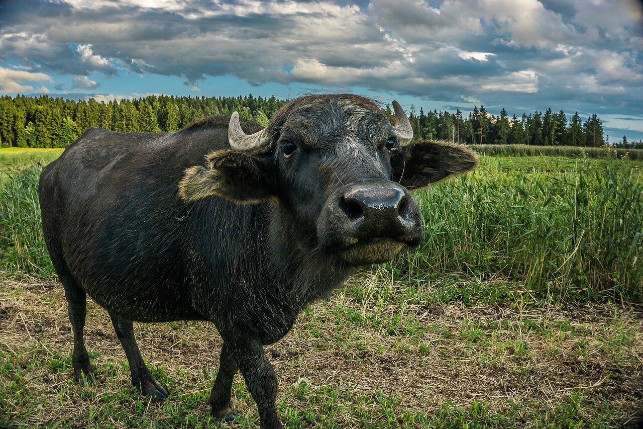 Buffalo Mozzarella Get Its | PETA