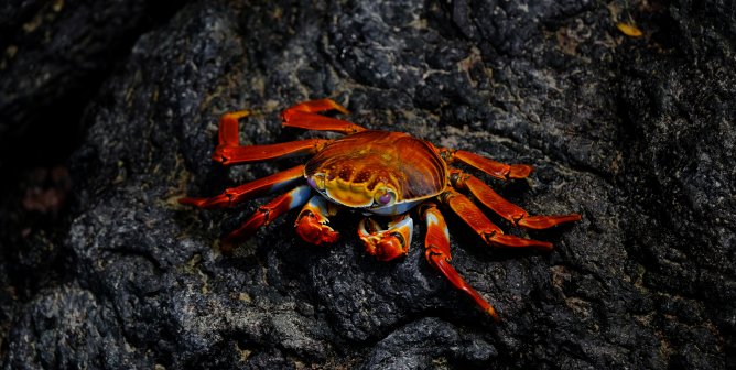 it's easy to help crabs and lobsters with peta action alerts