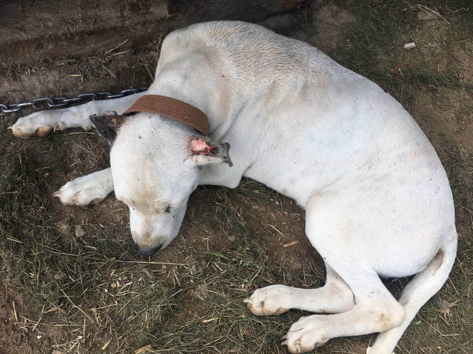 Community Animal Project August