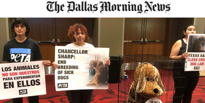 TAMU board of regents demonstration by PETA