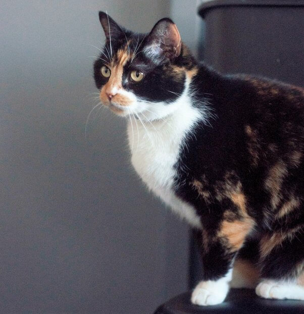 Beautiful cat who was abandoned outside PETA