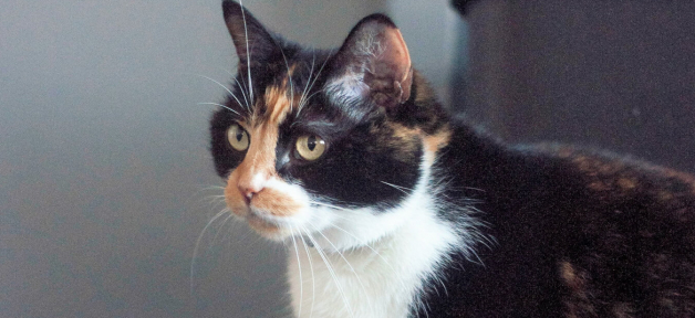 Beautiful cat who was abandoned outside PETA's office
