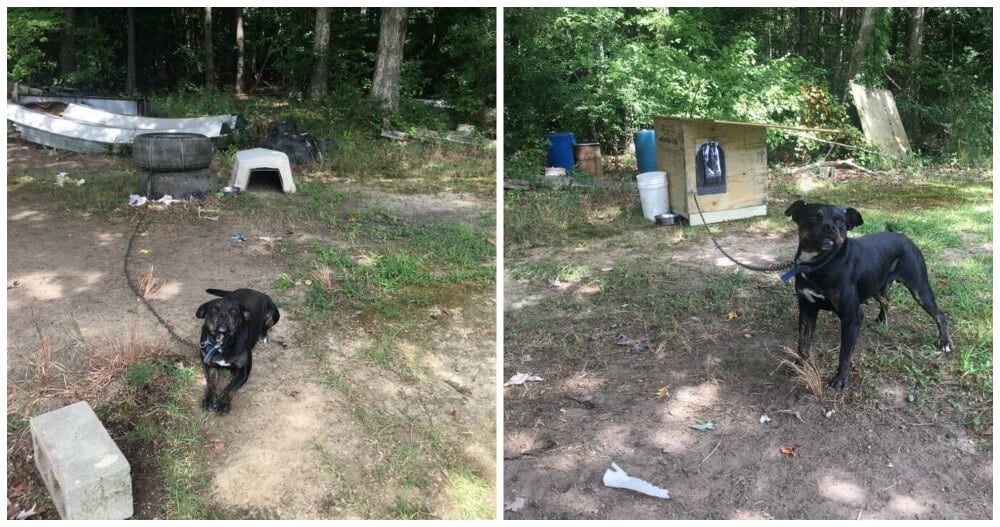 Community Animal Project August