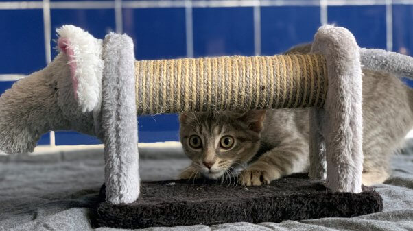 PETA rescued kitten Eloise plays peek-a-boo wth scratching post