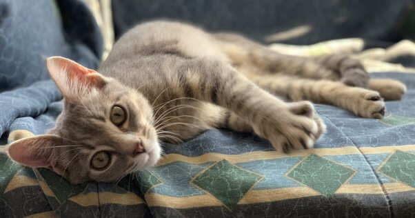 Rescued tabby kitten Eloise relaxing on a couch