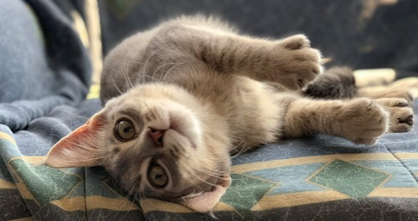 Cute rescued kitten basks in sunbeam