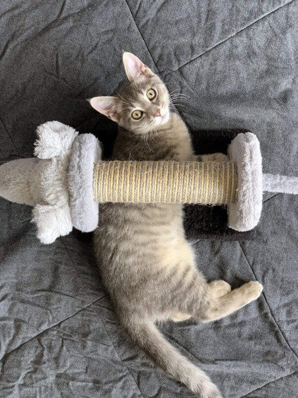 Cute kitten Eloise looking up from under scratching post