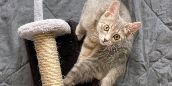 Rescued kitten Eloise and her elephant toy