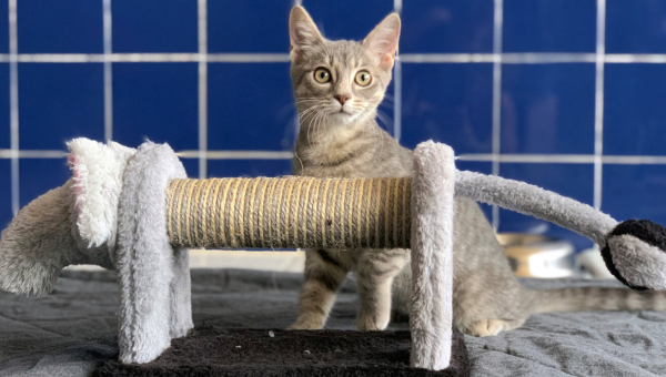 Alert rescued tabby kitten with cute elephant scratching post