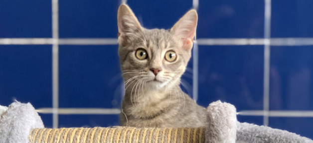 Alert rescued tabby kitten with cute elephant scratching post