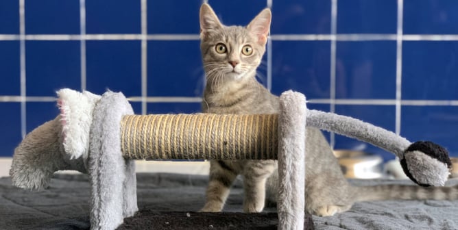 Alert rescued tabby kitten with cute elephant scratching post