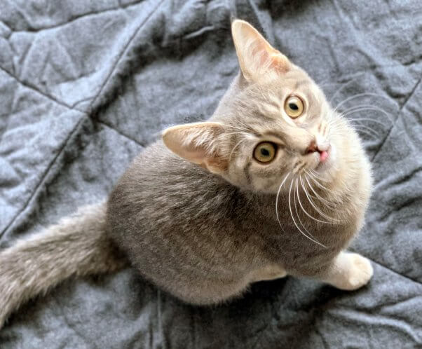 Pretty rescued kitten Eloise sticking her tongue out