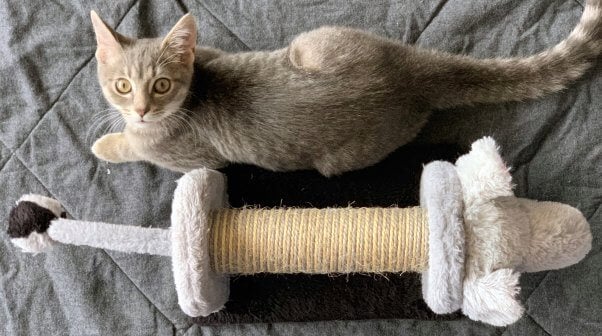 Wide-eyed rescue kitten Eloise checks out her new elephant toy
