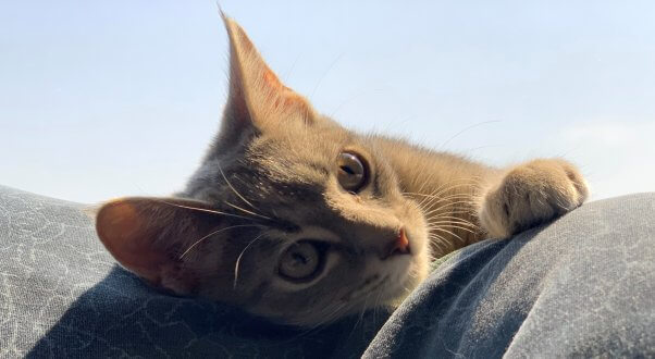 Moody shot of rescued kitten Eloise