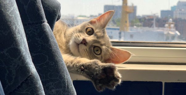 Eloise the adoptable kitten waves hello from PETA headquarters