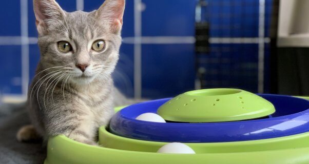 Eloise, a cat rescued by PETA, shows off her cool track toy.