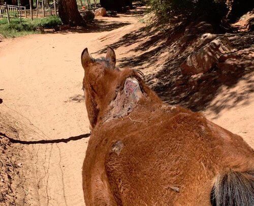 horse with wound on back on the havasupai trail