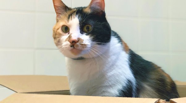 Pretty cat sitting in cardboard box