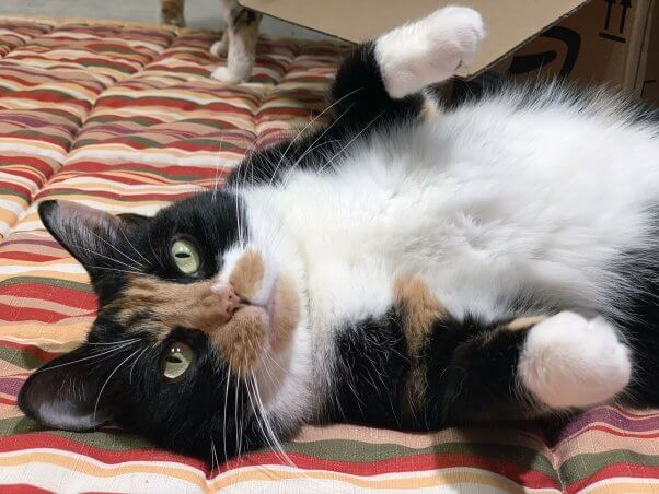 Playful calico cat lying on her back