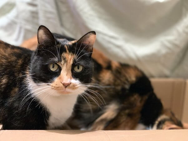 Two calico cats in box