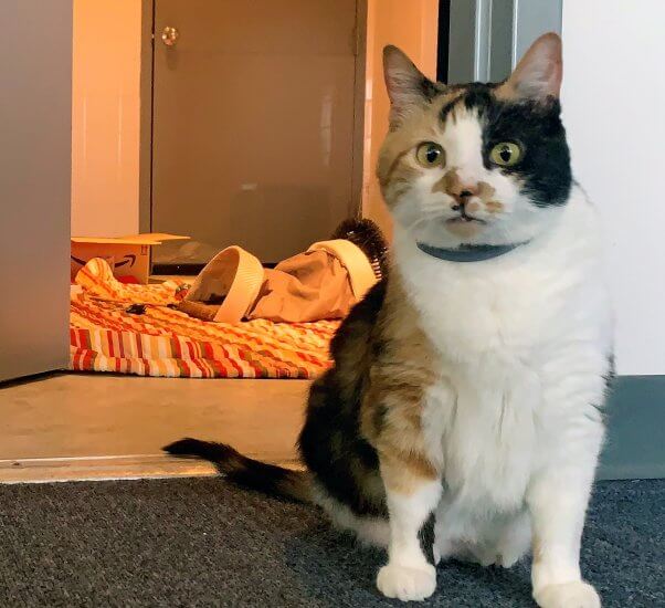 Adorable calico cat who was abandoned at PETA headquarters
