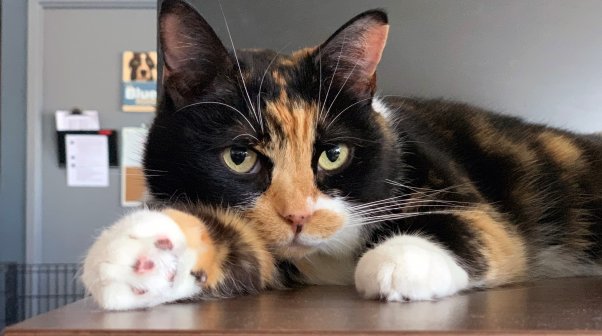 Cute calico cat lying on desk