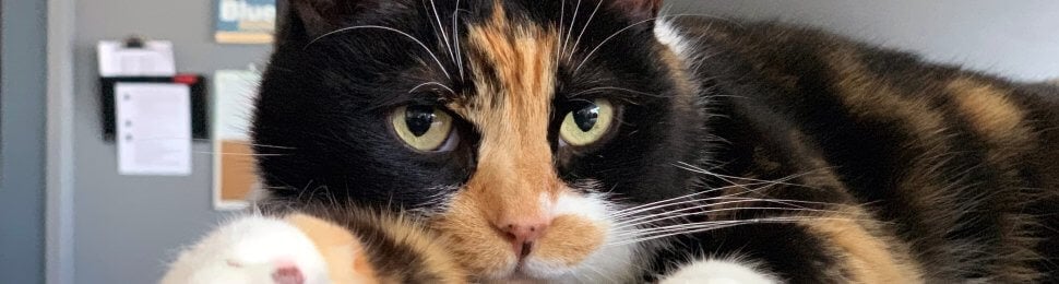 Cute calico cat lying on desk