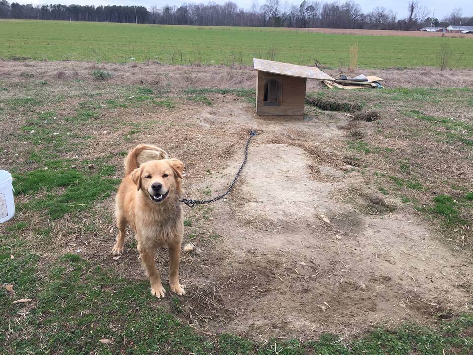 Community Animal Project August