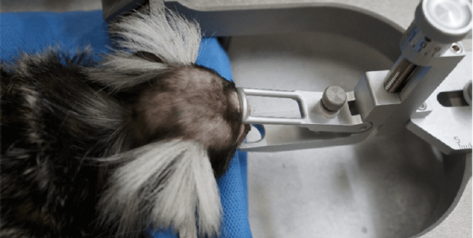 ACTION NEEDED! UMass Amherst Tortures Marmosets in Pointless and Cruel Experiments