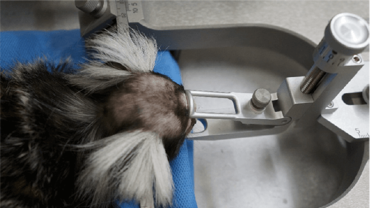 hot flashes, marmoset, experiment, vivisection, laboratory
