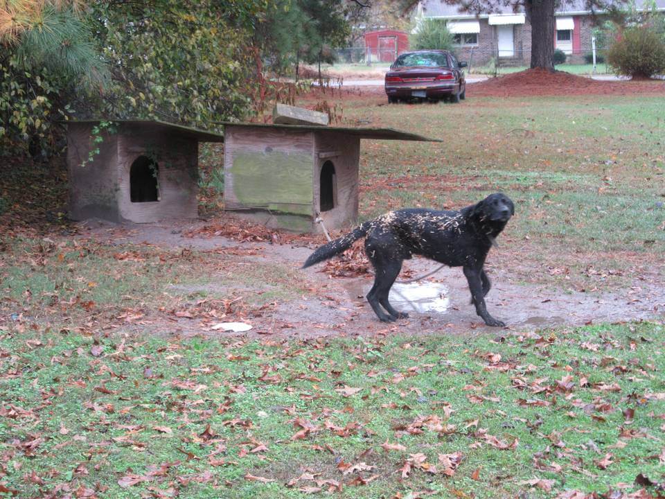 Community Animal Project August