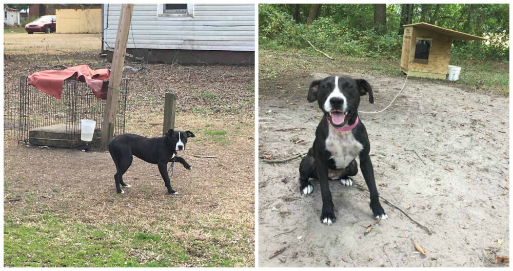 Community Animal Project August
