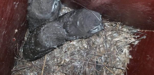 owl family rescues orphaned baby owlet