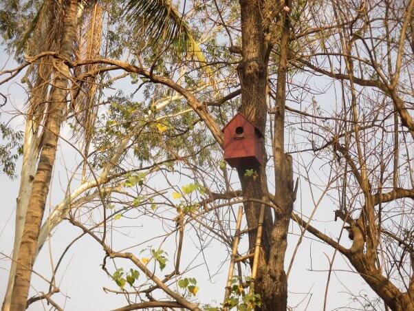 owl family rescues orphaned baby owlet
