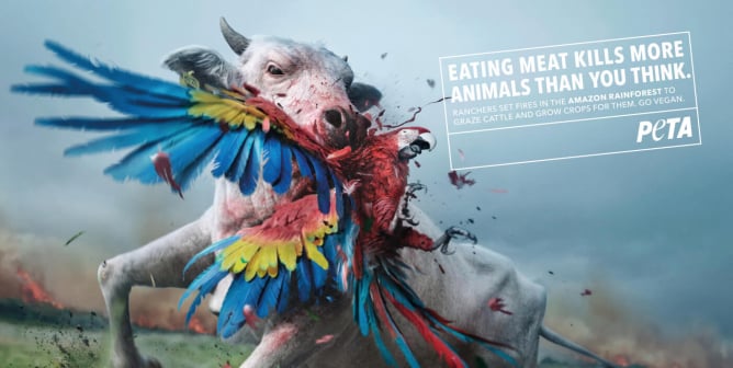 cow with a parrot in its mouth