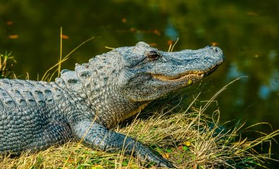 Here Are the 10 Worst Venues Exploiting Alligators for Entertainment