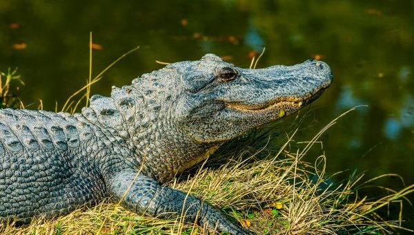 alligators, free, wild, happy, featured