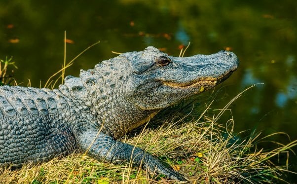 alligator, free, wild, happy, featured