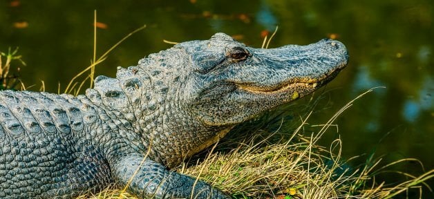 alligators, free, wild, happy, featured