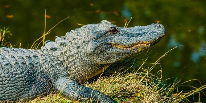 alligators, free, wild, happy, featured