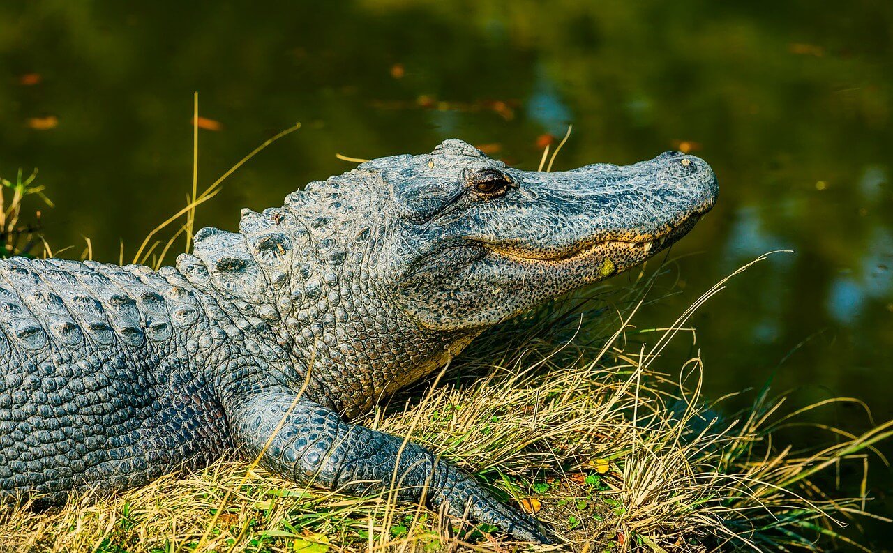 difference between alligator and crocodile skin