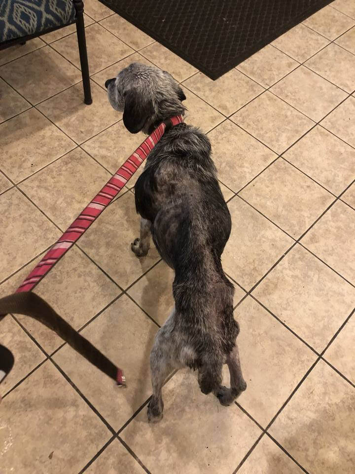 Community Animal Project August