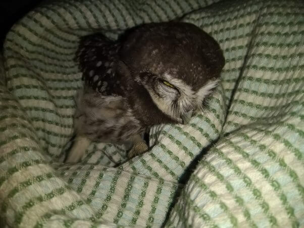 owl family rescues orphaned baby owlet