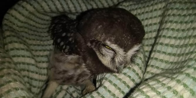 owl family rescues orphaned baby owlet