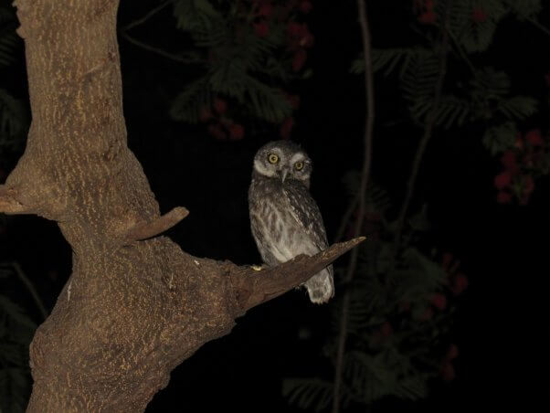 owl family rescues orphaned baby owlet