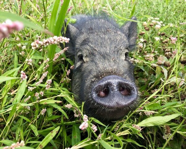 peta rescued pigs jack and ben, formerly named wilbur and babe