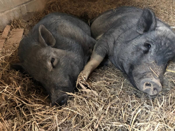 peta rescued pigs jack and ben, formerly named wilbur and babe