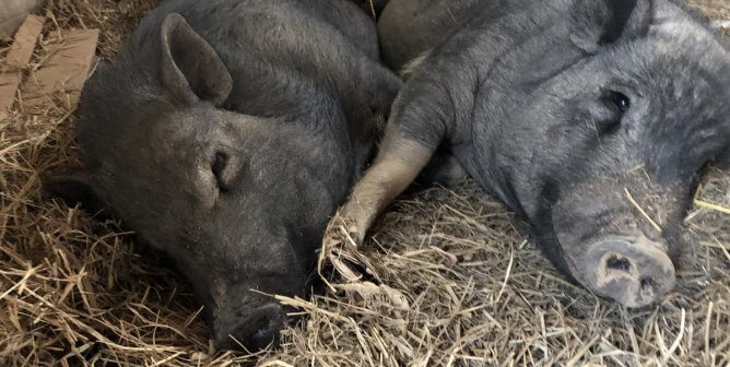 peta rescued pigs jack and ben, formerly named wilbur and babe