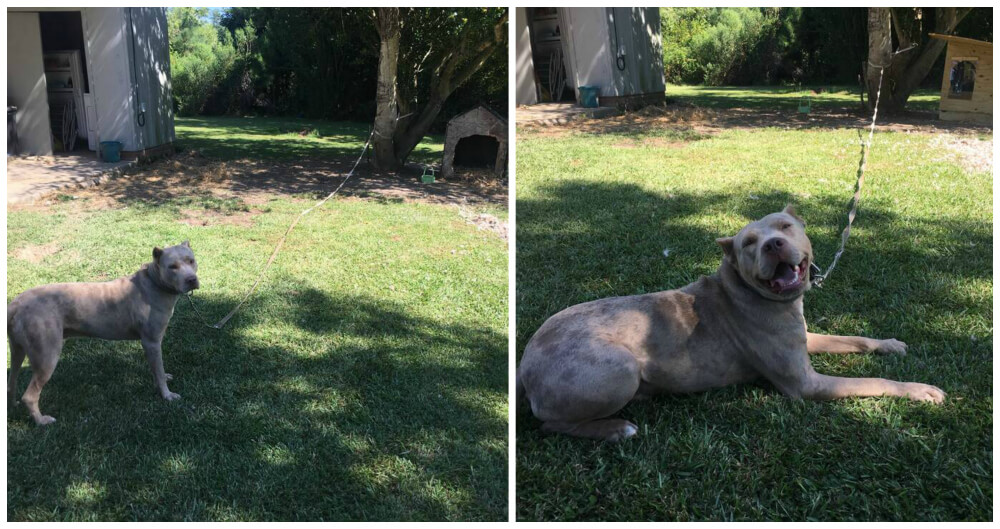 Community Animal Project August